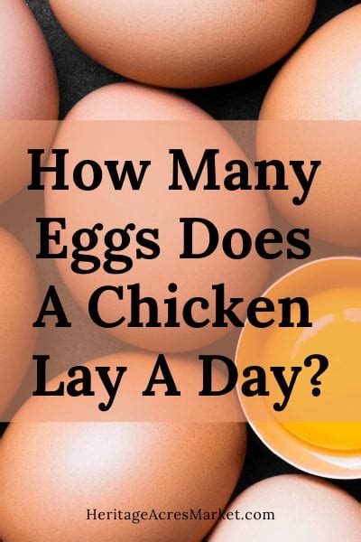 How Many Eggs Does A Chicken Lay A Day? - Heritage Acres Market LLC