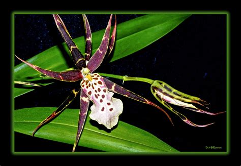 Spider Orchid - Dick & Rosanne Photography