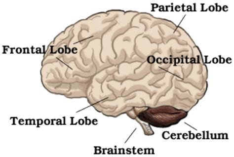 Principal Lobes of the Brain