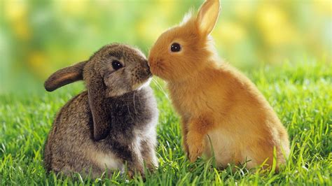 Rabbit Wallpapers - Top Free Rabbit Backgrounds - WallpaperAccess