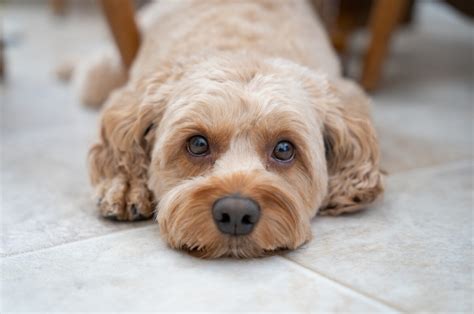 Cockapoo Colors: How Many Adorable Variations Are There?