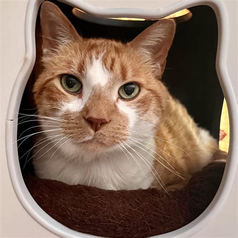 morristown animal hospital tn 12