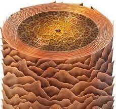 Ch. 11 - Structures of the Hair Shaft Diagram | Quizlet