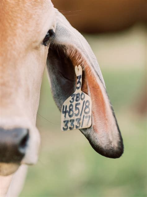 ear tags  cattle tag    original  ear tag system