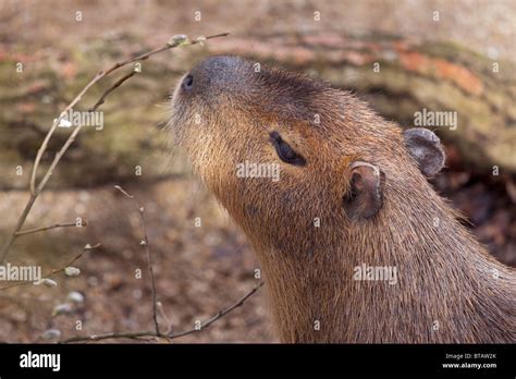 Capybara’s webbed feet hi-res stock photography and images - Alamy