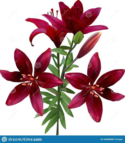 Isolated on White Four Dark Cherry Lilies with Green Leaves Stock