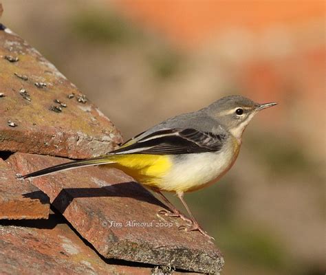 Species Gallery - Grey Wagtail