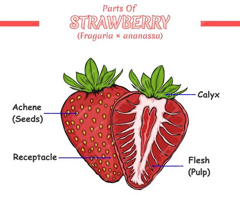 Premium Vector | Parts of strawberry