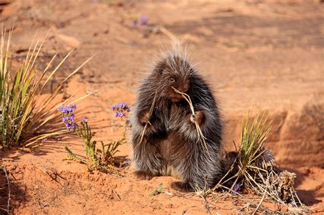 The West’s vanishing porcupines - High Country News