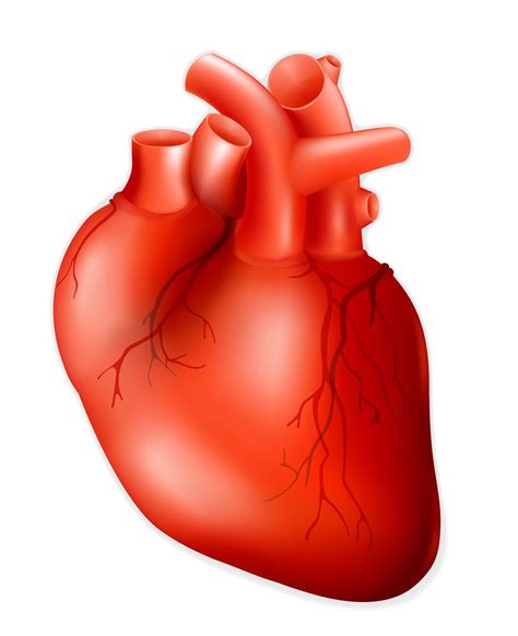 list  pictures location  heart  body pictures superb