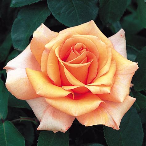 Hybrid Tea Roses | David Austin Roses