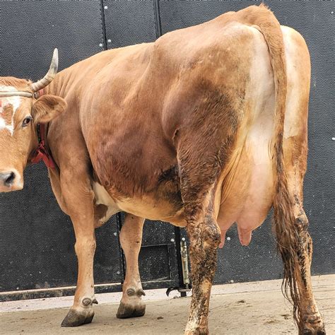 De vânzare un exemplar deosebit de bun pentru lapte Bacau • OLX.ro