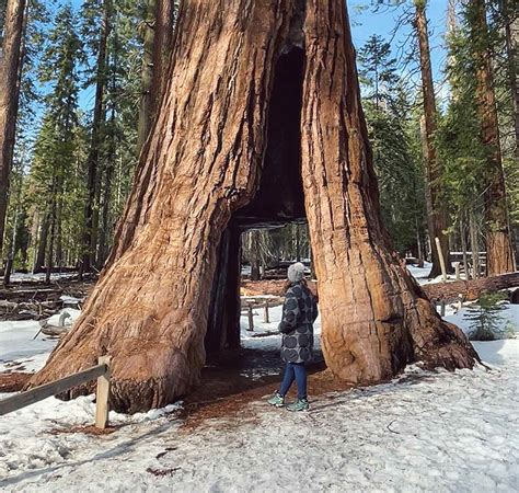 Hiking to the Mariposa Grove in Yosemite - Gone with the Gastons