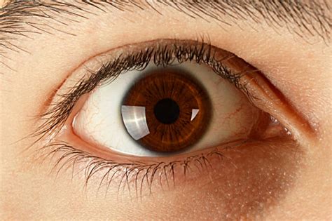 Fotos De Olhos Castanhos - 172.000+ Olhos Castanhos fotos de stock, imagens e fotos royalty-free ...
