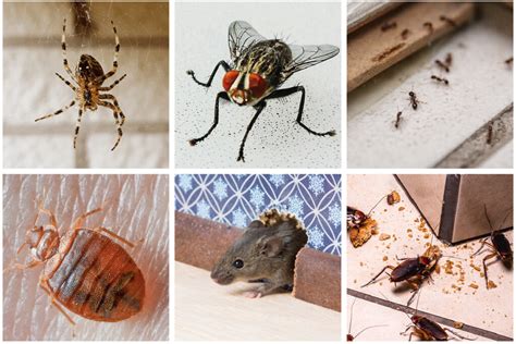 behavioral patterns  common household pests