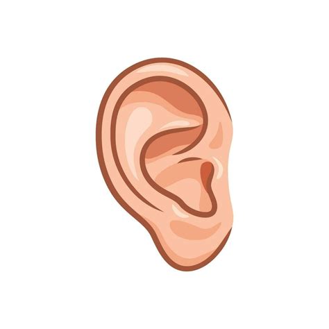 human ear vector isolated  white background  vector art