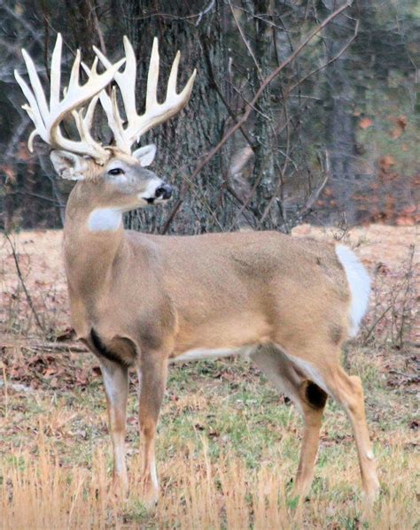 Biggest Whitetail Buck