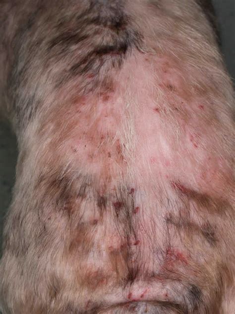 flea dermatitis     dog