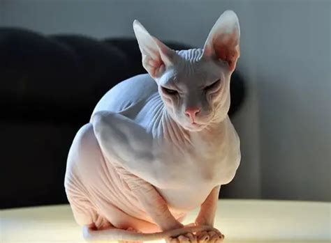 Weird and Unusual but Definitely Adorable Cat Breeds – 12 Pictures - Animal's Look