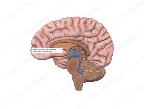 Hippocampal Commissure | Complete Anatomy