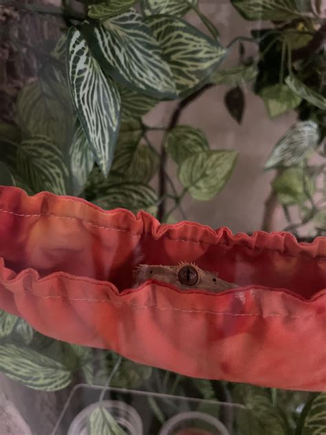 Lilah loves her hammock :) : r/CrestedGecko