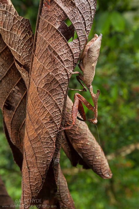 Dead Leaf Mantis {Deroplatys dessicata} - Borneo | Alex Hyde