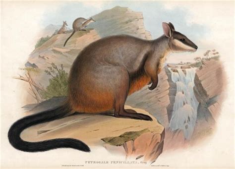 Brush-tailed Rock-wallaby - Trowbridge Gallery