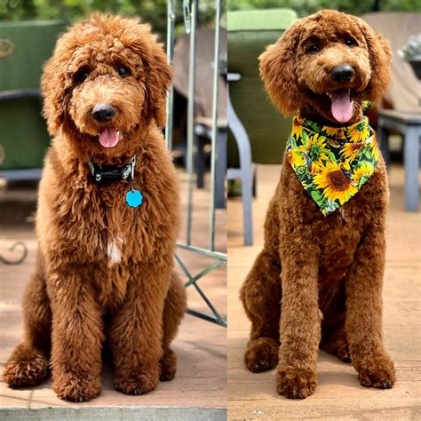 Golden Doodle First haircut | Goldendoodle haircuts, Goldendoodle