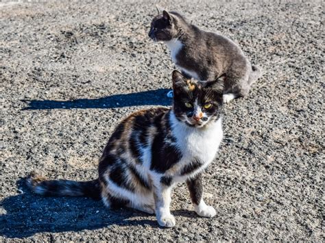 Безплатна снимка : на открито, улица, животно, млад, коте, мустаци ...