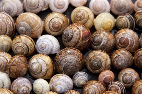 cool snail facts   didnt