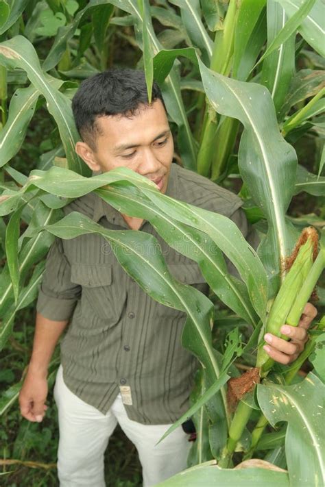 Corn farming stock photo. Image of open, happiness, landscape - 7217278