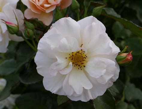 home - L'IPPOCASTANO