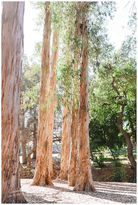 kayla  photography berkeley eucalyptus grove engagement laura