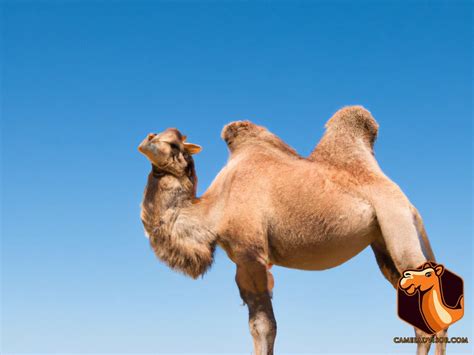 Hybrid Camels and Climate Change: Can They Adapt Better Than Purebred Camels?