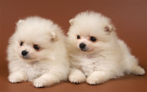 Cute Dogs And Puppies Wallpapers - Wallpaper Cave
