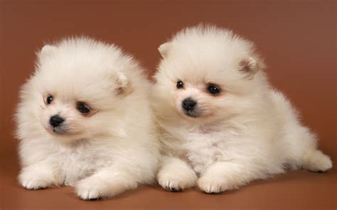 Cute Dogs And Puppies Wallpapers - Wallpaper Cave