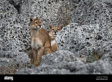 Puma in Torres del Paine Stock Photo - Alamy