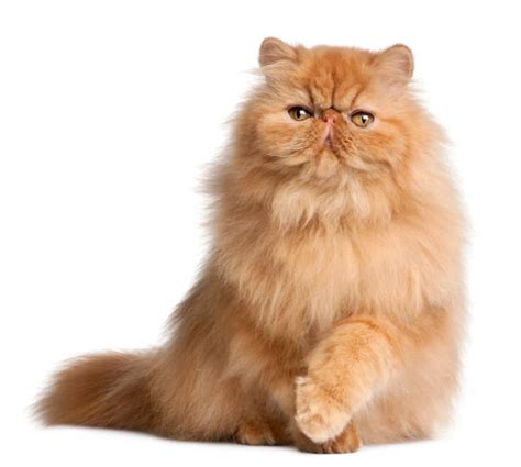 Persian Kitten Stock Photos, Pictures & Royalty-Free Images - iStock