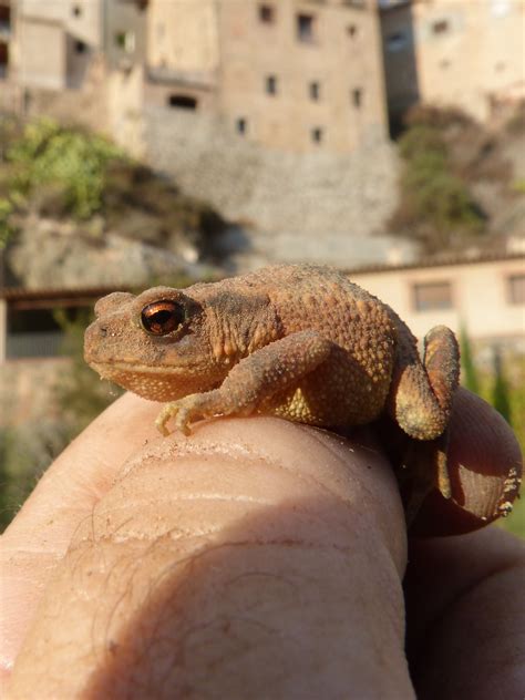 images hand wildlife toad reptile amphibian fauna close