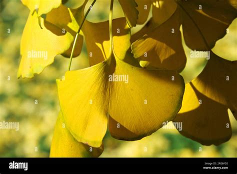 japanese tree fan shaped leaf  julie solberg blog