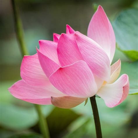 flower plants plants info  information   types  plants