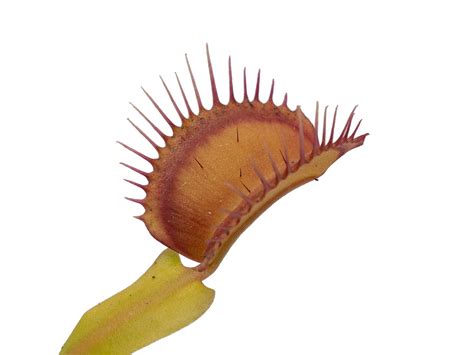 Dionaea muscipula - Mirror