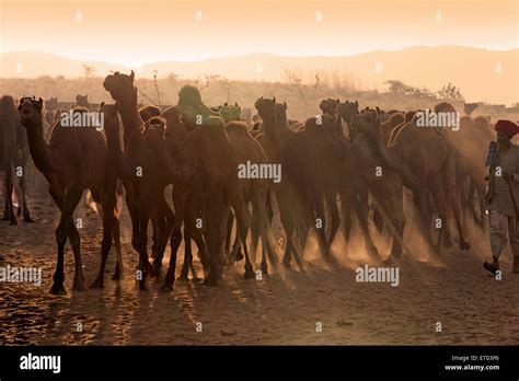 Pushkar Mela ; Rajasthan ; India Stock Photo - Alamy