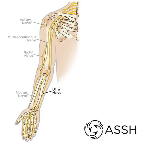 Body Anatomy: Upper Extremity Nerves | The Hand Society