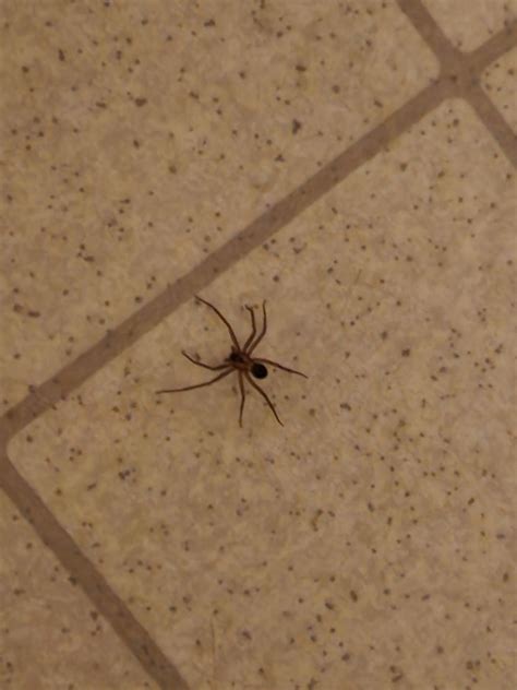 Is this a brown recluse? Found it wandering on my kitchen floor late