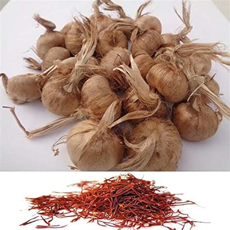 Amazon.in: saffron seeds