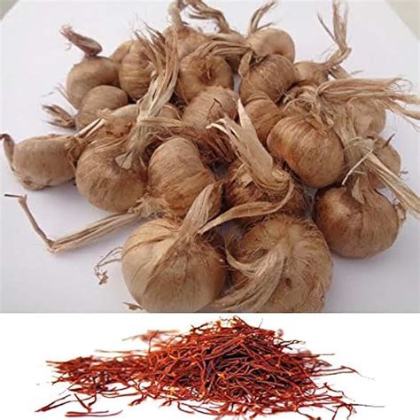 Amazon.in: saffron seeds