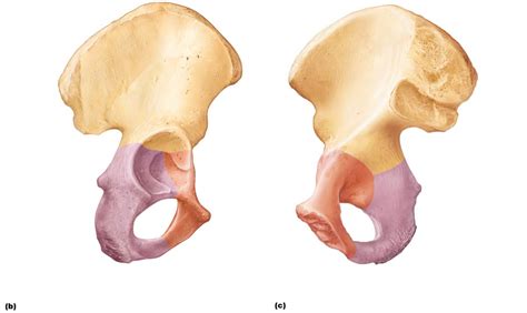 Pelvic Girdle Diagram | Quizlet