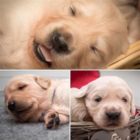 Adorable Golden Retriever Puppies Growth Update