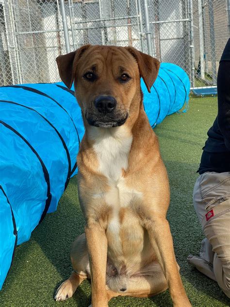 Congratulations to... - Cabarrus County Animal Shelter